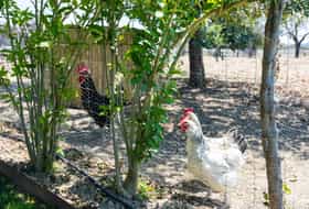 Logement ES-1091715-Sant Llorenç