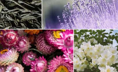Imagen de  Perfumes de Provenza: fragancias, manufacturas y experiencias