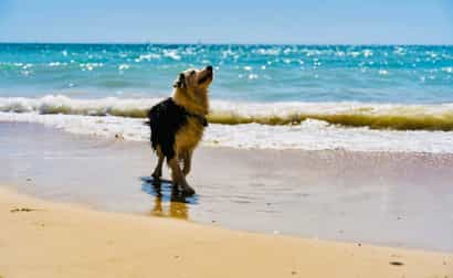 Imagen de Descubre Ibiza con tu perro – paseos desde tu casa de vacaciones