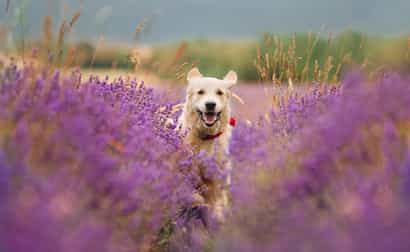 Image of Provence: hiking trails with a dog directly from your holiday accommodation