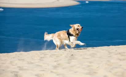 Ein Golden Retriever rennt über die Düne von Pilat in Frankreich, mit Sand und Wasser im Hintergrund