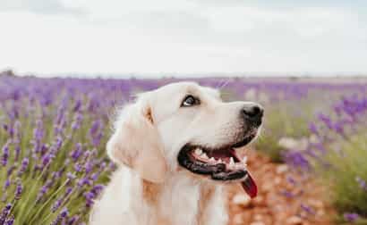 Golden Retriever sitzt in einem Lavendelfeld in Südfrankreich, Symbol für hundefreundliche Ferienhäuser