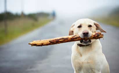 Labrador schaut direkt in die Kamera und hält einen Stock im Maul