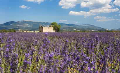 Blühendes Lavendelfeld in der Provence mit alter Steinruine und Bergen im Hintergrund