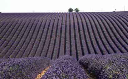 Weites Lavendelfeld in Valensole mit violetten Blüten unter blauem Himmel – typisch für die Provence im Sommer