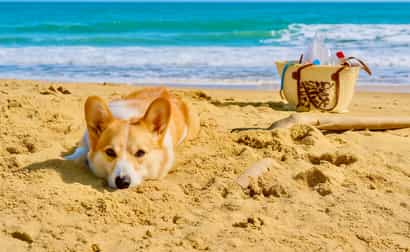 Image of Walk on Mallorca with your dog, right from your holiday home