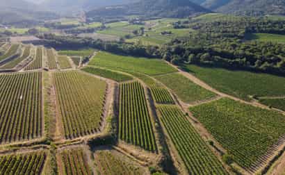 Weitläufige Panoramaaufnahme von Weinfeldern im Département Var mit sanften Hügeln und grünen Rebreihen unter blauem Himmel