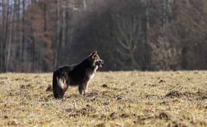 Shiloh Shepherd steht auf einem Feld im Herbst, im Hintergrund ein Wald mit buntem Herbstlaub