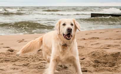 Image of Holiday cottages on the Belgian coast: the most beautiful walks with your dog start right at the doorstep