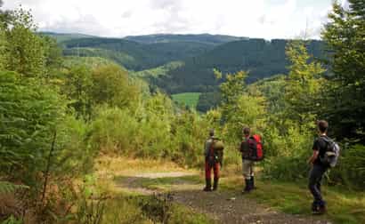 Drei Wanderer unterwegs im Wald der Ardennen auf einem Wanderweg