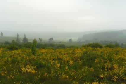 „Besenginsterheide, Ostbelgien“ von Frank.Vassen ist lizenziert unter CC BY 2.0.