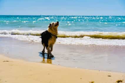 Post Descubre Ibiza con tu perro – paseos desde tu casa de vacaciones