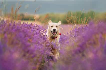 Imagen de Provence: Wanderrouten mit Hund direkt von Ihrer Ferienunterkunft aus