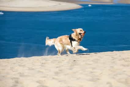 Ein Golden Retriever rennt über die Düne von Pilat in Frankreich, mit Sand und Wasser im Hintergrund