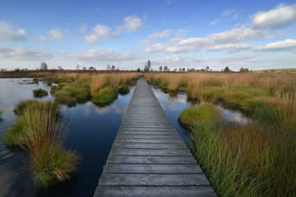 Holzsteg im Hohen Venn mit Wasserflächen und dichter Moorvegetation