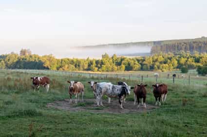 Panoramaaufnahme von weidenden Kühen auf einer feuchten Wiese zwischen Sankt Vith und Vielsalm an einem nebligen Morgen