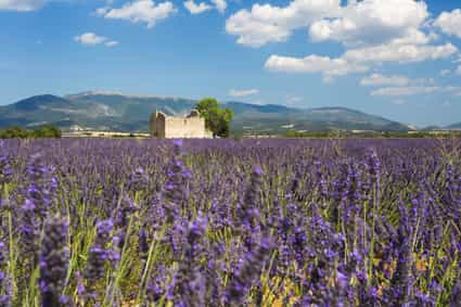 Blühendes Lavendelfeld in der Provence mit alter Steinruine und Bergen im Hintergrund