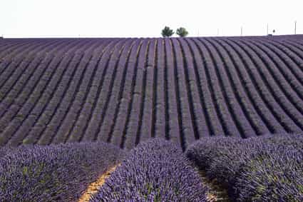 Weites Lavendelfeld in Valensole mit violetten Blüten unter blauem Himmel – typisch für die Provence im Sommer