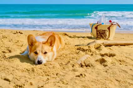 Post Pasea por Mallorca con tu perro, directamente desde tu casa de vacaciones