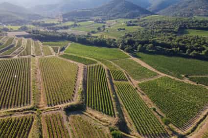 Weitläufige Panoramaaufnahme von Weinfeldern im Département Var mit sanften Hügeln und grünen Rebreihen unter blauem Himmel