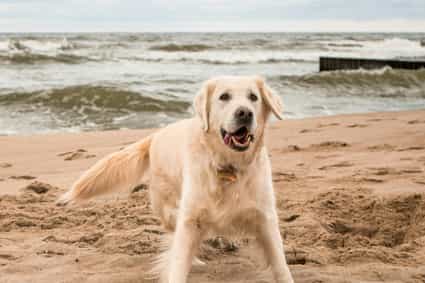 Image of Holiday cottages on the Belgian coast: the most beautiful walks with your dog start right at the doorstep