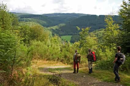 Drei Wanderer unterwegs im Wald der Ardennen auf einem Wanderweg
