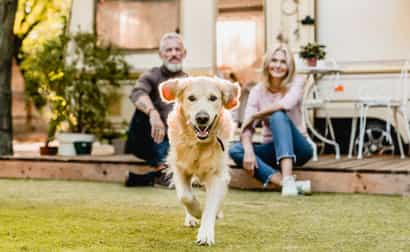 Holiday Homes with dog 
