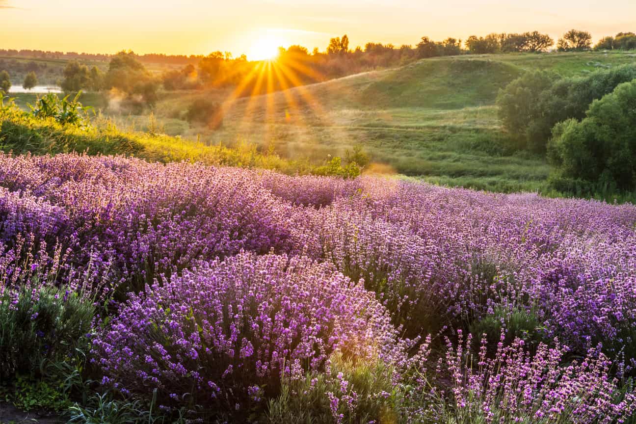 Blühendes Lavendelfeld in der Morgendämmerung mit farbenfrohen Lavendelreihen