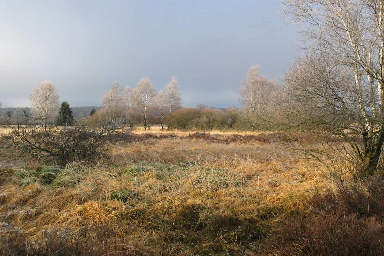 Offene Hochmoorlandschaft im Hohen Venn mit Holzstegen, Gräsern und weitem Himmel – ein ursprüngliches Naturschutzgebiet zwischen Belgien und Deutschland