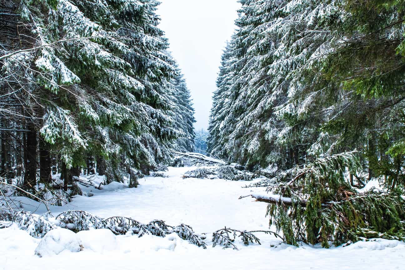 Verschneite Tannen in den belgischen Ardennen mit Schäden durch starken Schneefall
