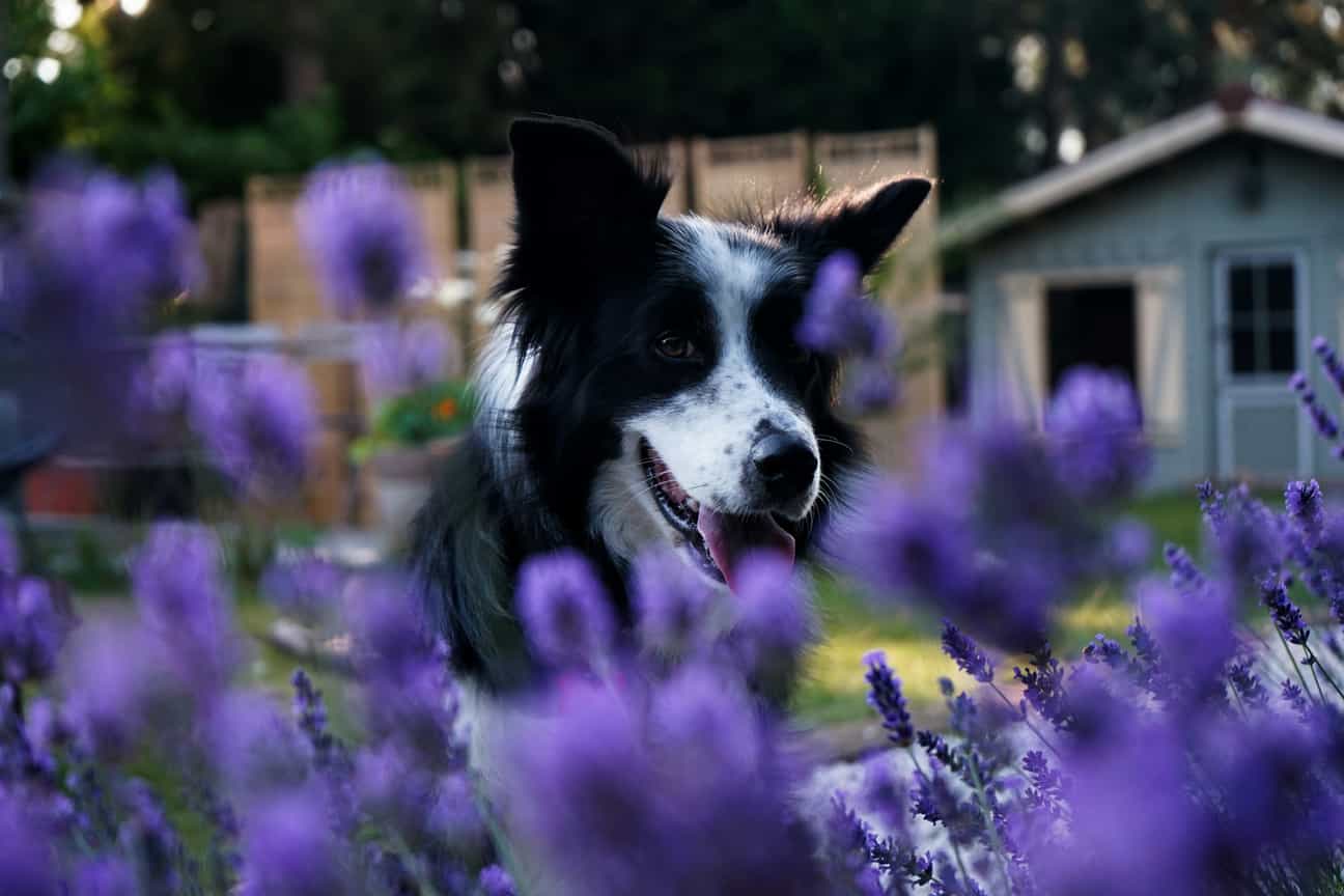 Ein Border Collie blickt neugierig durch blühende Lavendelpflanzen in der Provence, Südfrankreich