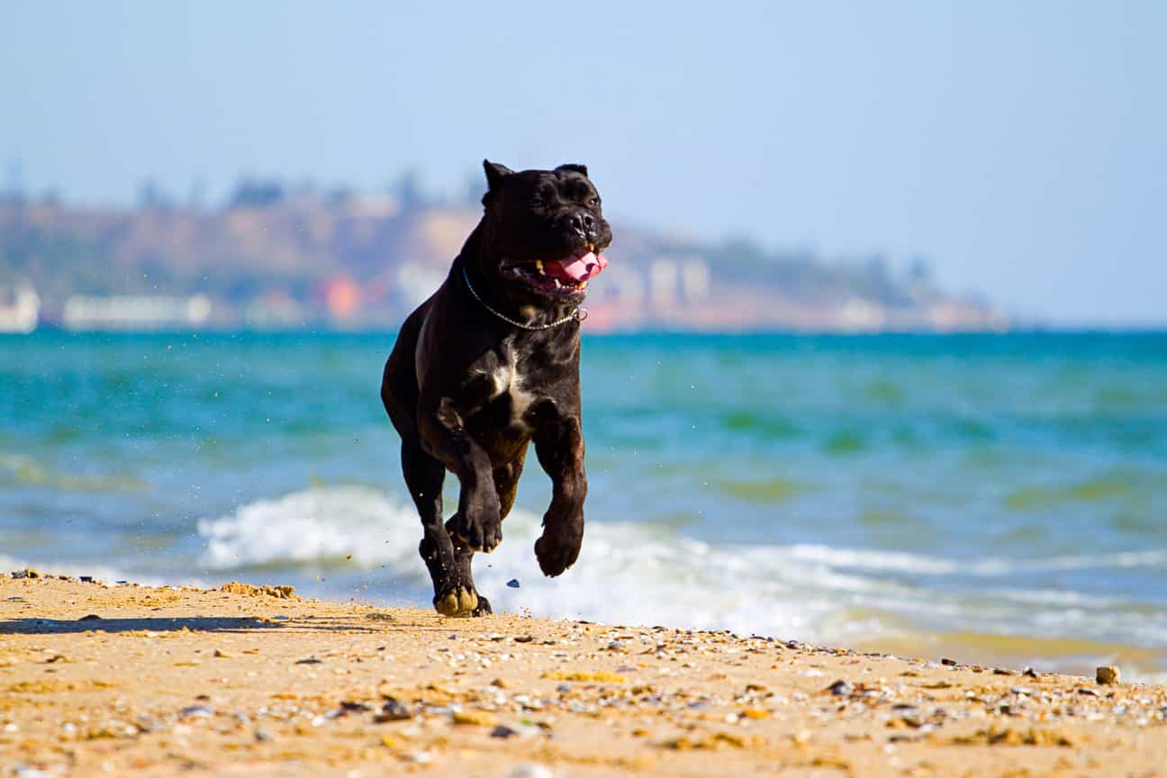 Cane Corso läuft über den Sandstrand, dynamische Bewegung vor Meereskulisse