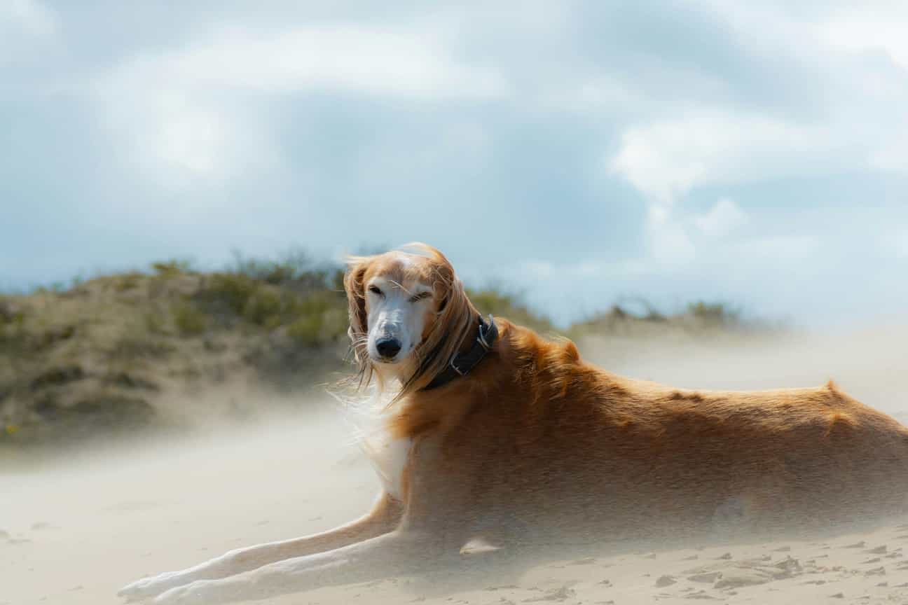 Ein Hund steht in den Dünen von De Panne, während der Wind das Fell zerzaust
