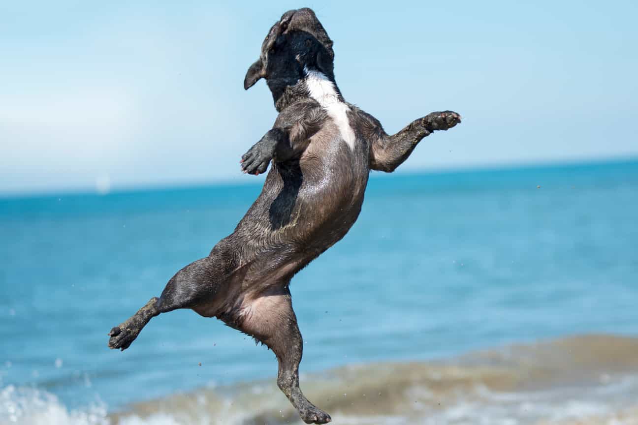 Eine French Bulldog springt spielerisch in die Luft am Sandstrand in Frankreich