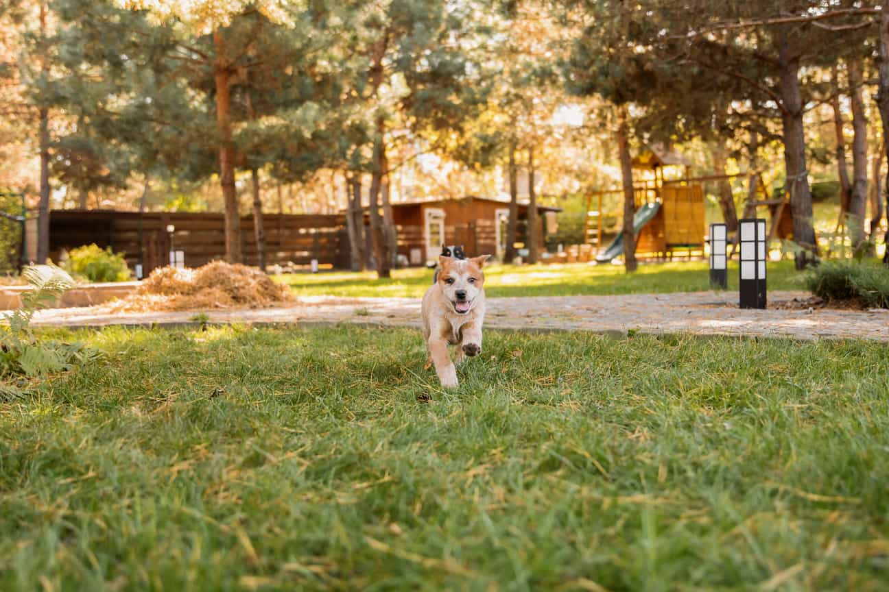 Hund rennt auf die Kamera zu, im Hintergrund Sonnenschein und ein Wald mit Nadelbäumen