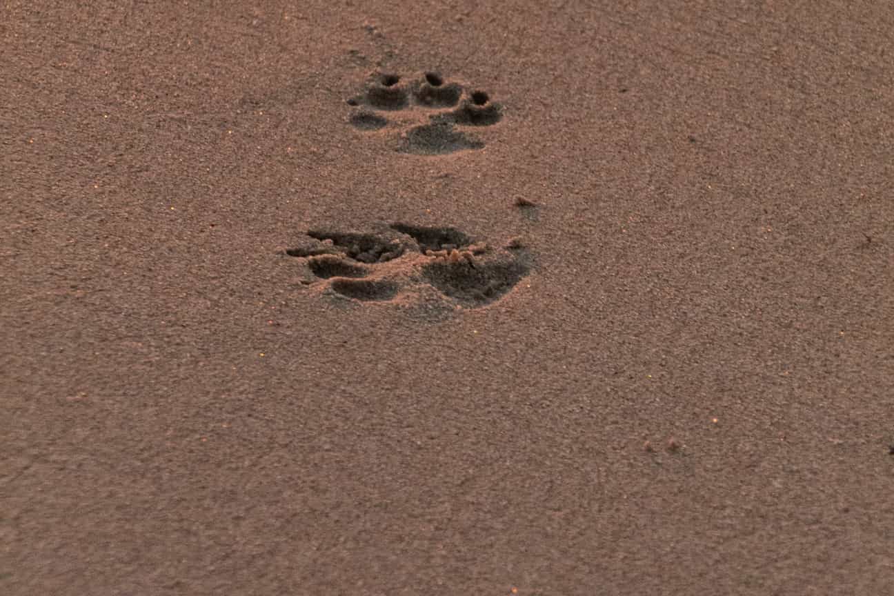 Frische Hundespuren im feinen Sand an einem Strand in Südfrankreich, früh am Morgen