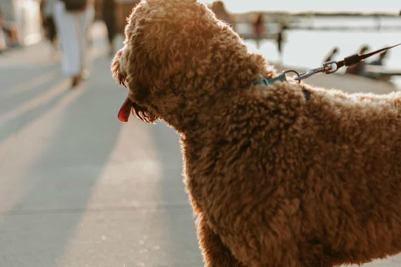 Ein Labradoodle an der Leine blickt in Richtung Sonnenuntergang, Südfrankreich, Spaziergang am Abend