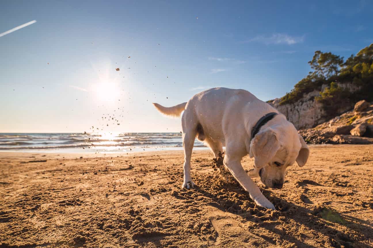 Labrador gräbt im Sand am Strand, im Hintergrund die Abendsonne über dem Meer
