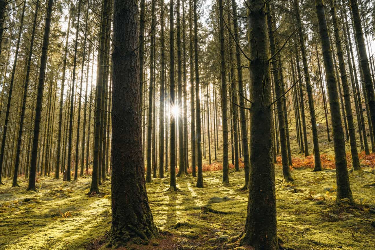 Nadelbaumwald mit moosbedecktem Boden und Sonnenstrahlen, die durch die Stämme ins Objektiv fallen