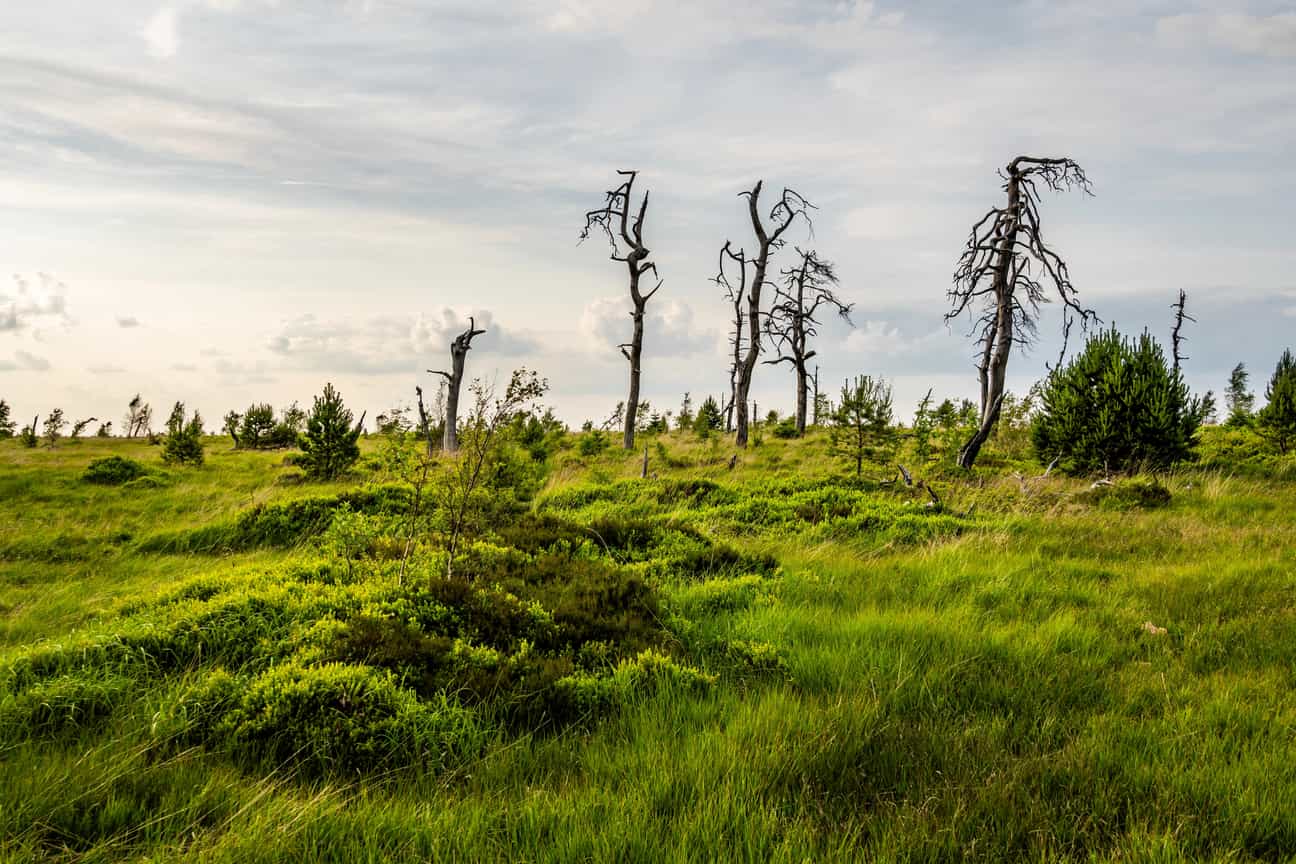 Noir Flohay im Hohen Venn mit Heide, Birken und weiter Moorlandschaft