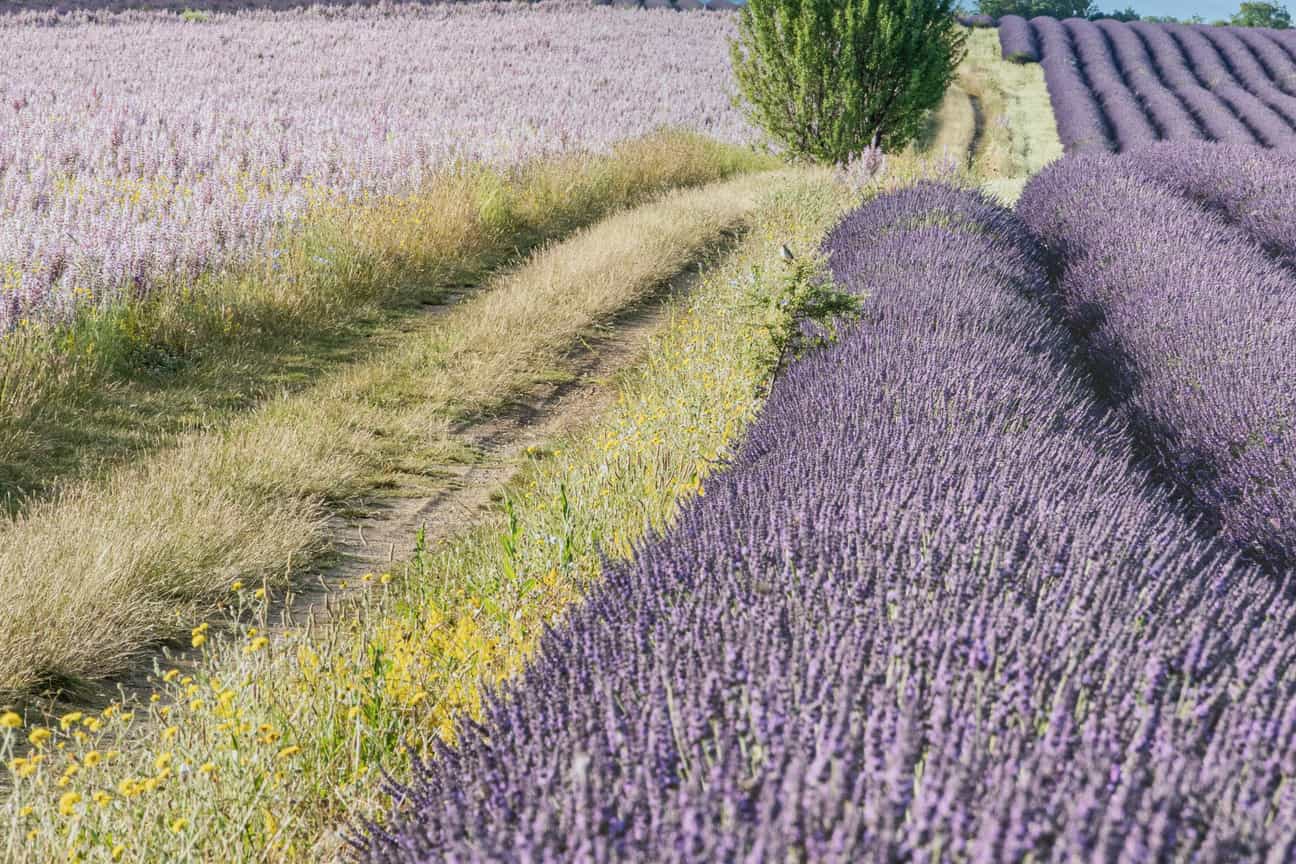 Blühendes Lavendelfeld in Valensole mit Bergen im Hintergrund unter klarem Sommerhimmel