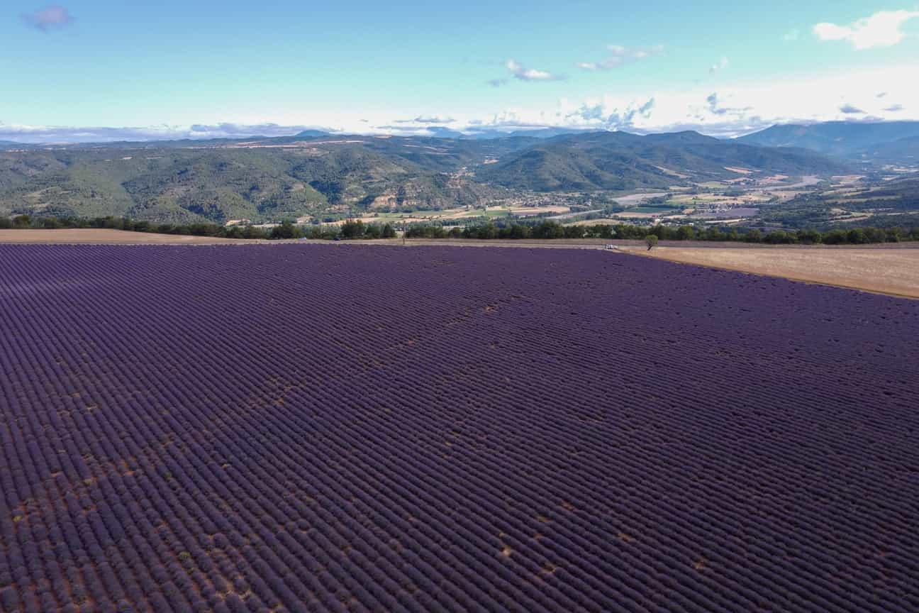 Blühendes Lavendelfeld auf dem Plateau von Valensole, dahinter ein weiter Blick auf die Berge – typisch Provence