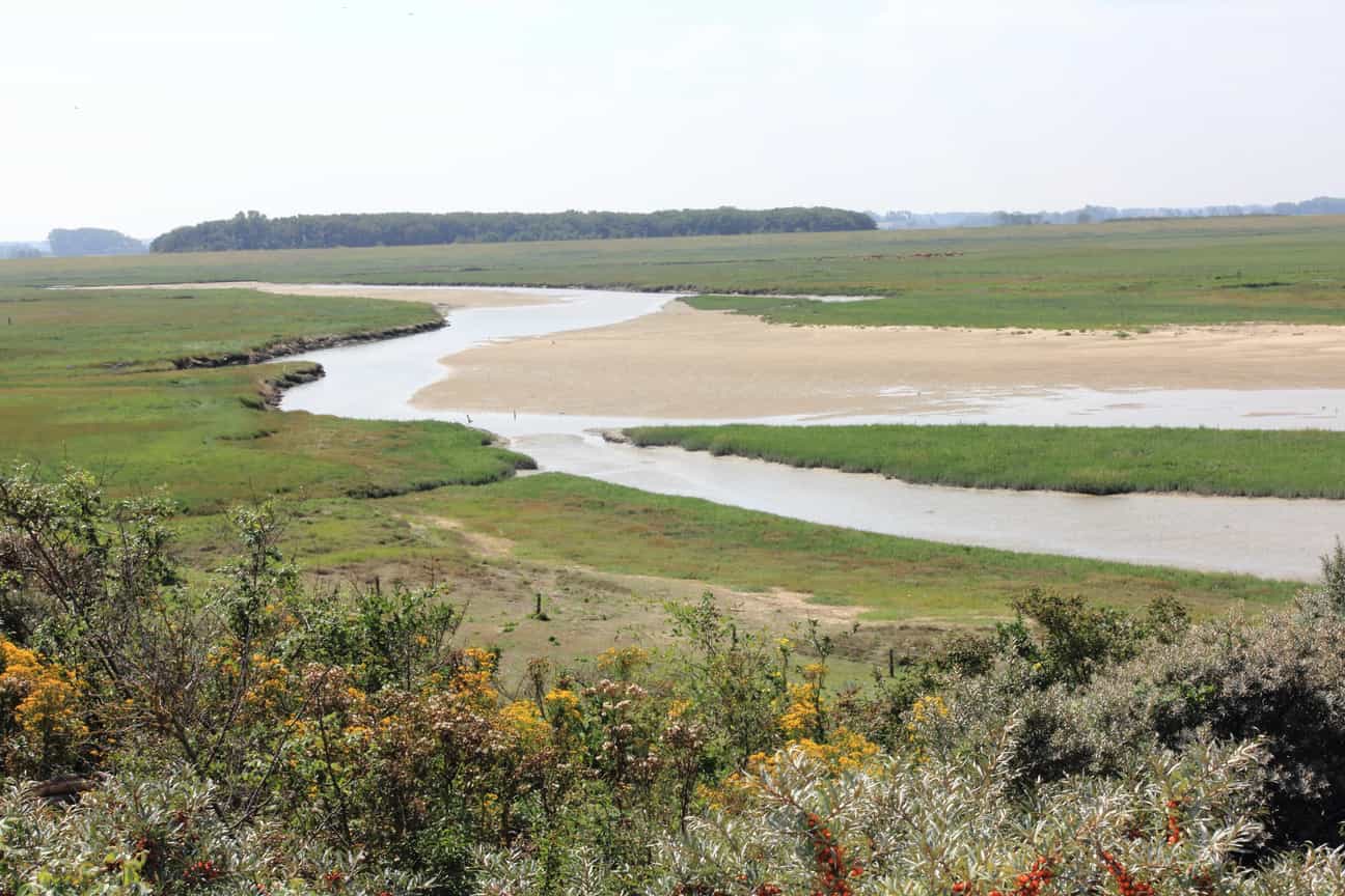 Weitläufige Übersicht des Zwin Naturparks mit Dünen, Salzwiesen und Wasserläufen