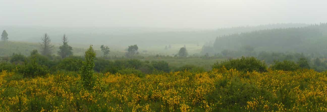 „Besenginsterheide, Ostbelgien“ von Frank.Vassen ist lizenziert unter CC BY 2.0.