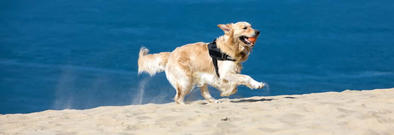 Ein Golden Retriever rennt über die Düne von Pilat in Frankreich, mit Sand und Wasser im Hintergrund