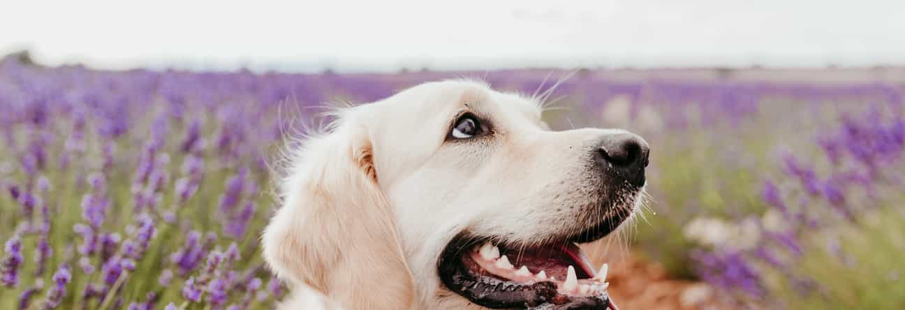 Golden Retriever sitzt in einem Lavendelfeld in Südfrankreich, Symbol für hundefreundliche Ferienhäuser