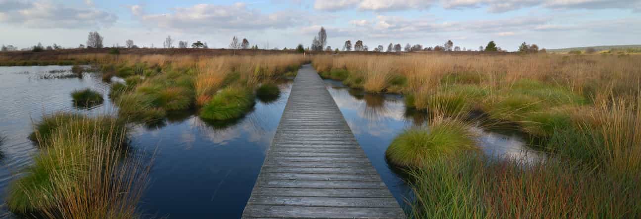 Holzsteg im Hohen Venn mit Wasserflächen und dichter Moorvegetation