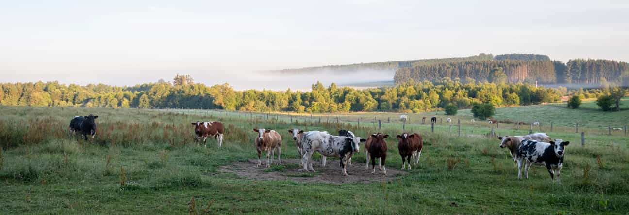 Panoramaaufnahme von weidenden Kühen auf einer feuchten Wiese zwischen Sankt Vith und Vielsalm an einem nebligen Morgen