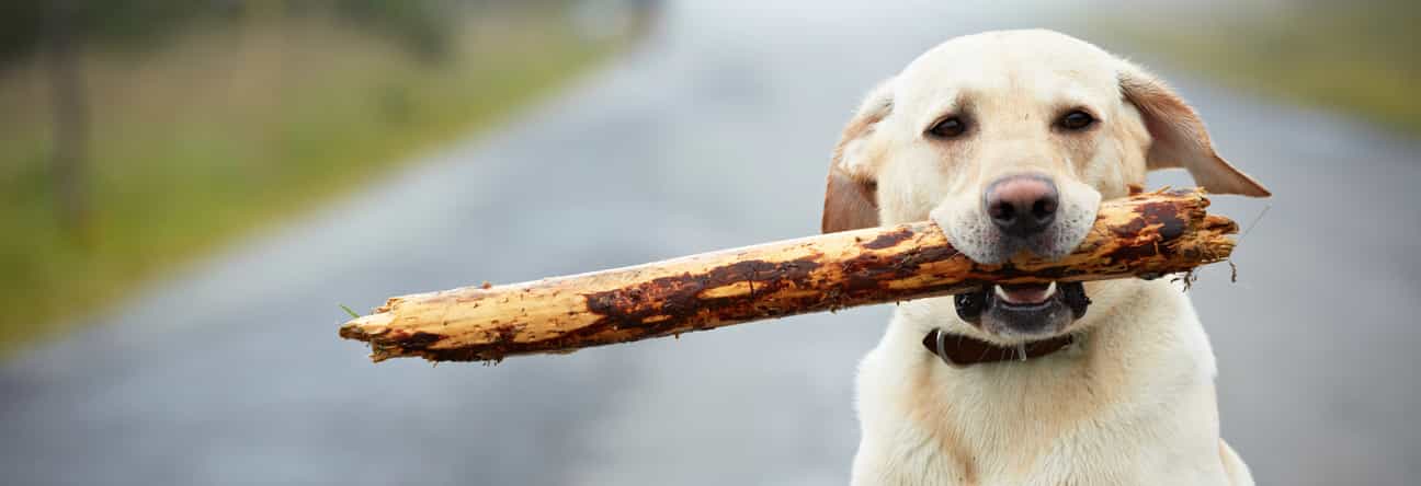 Labrador schaut direkt in die Kamera und hält einen Stock im Maul