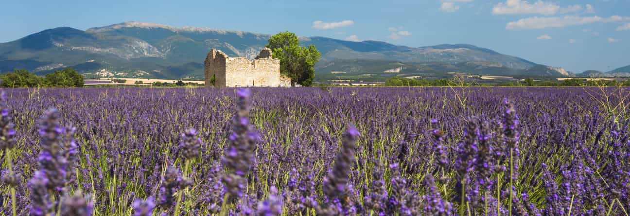 Blühendes Lavendelfeld in der Provence mit alter Steinruine und Bergen im Hintergrund